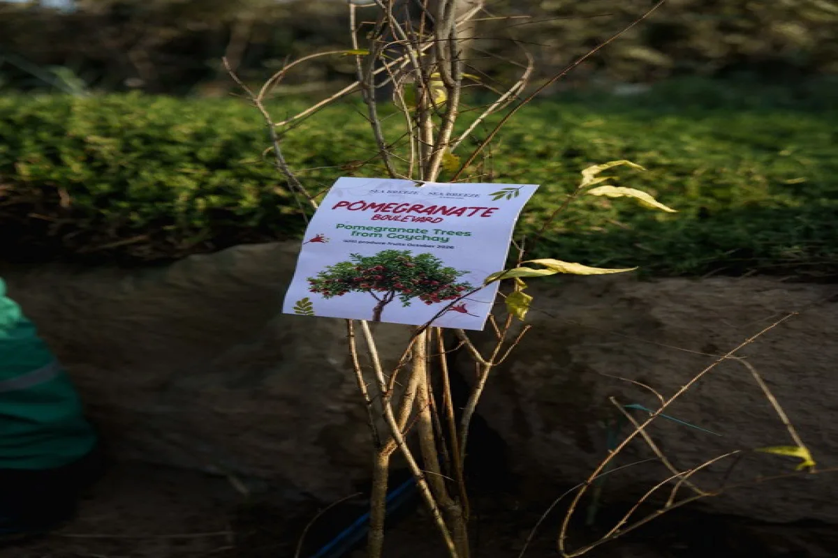 Бирка саженца: «Pomegranate Boulevard — Pomegranate Trees from Goychay»